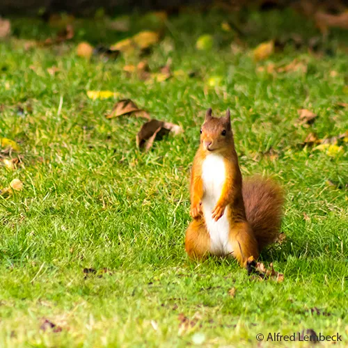 Ein rotes Eichhörnchen sitzt aufrecht auf grünem Gras, umgeben von herabgefallenen Blättern.