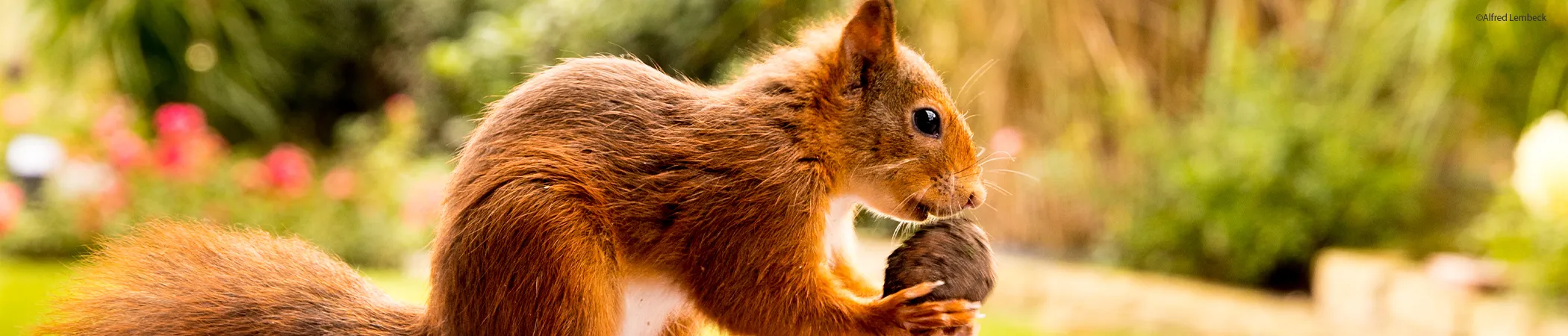 Ein rotes Eichhörnchen sitzt im Profil, hält eine Nuss mit den Vorderpfoten. Der Hintergrund ist verschwommen, zeigt grüne Pflanzen und vereinzelte rote Blüten.
